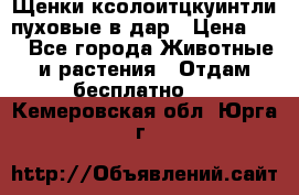 Щенки ксолоитцкуинтли пуховые в дар › Цена ­ 1 - Все города Животные и растения » Отдам бесплатно   . Кемеровская обл.,Юрга г.